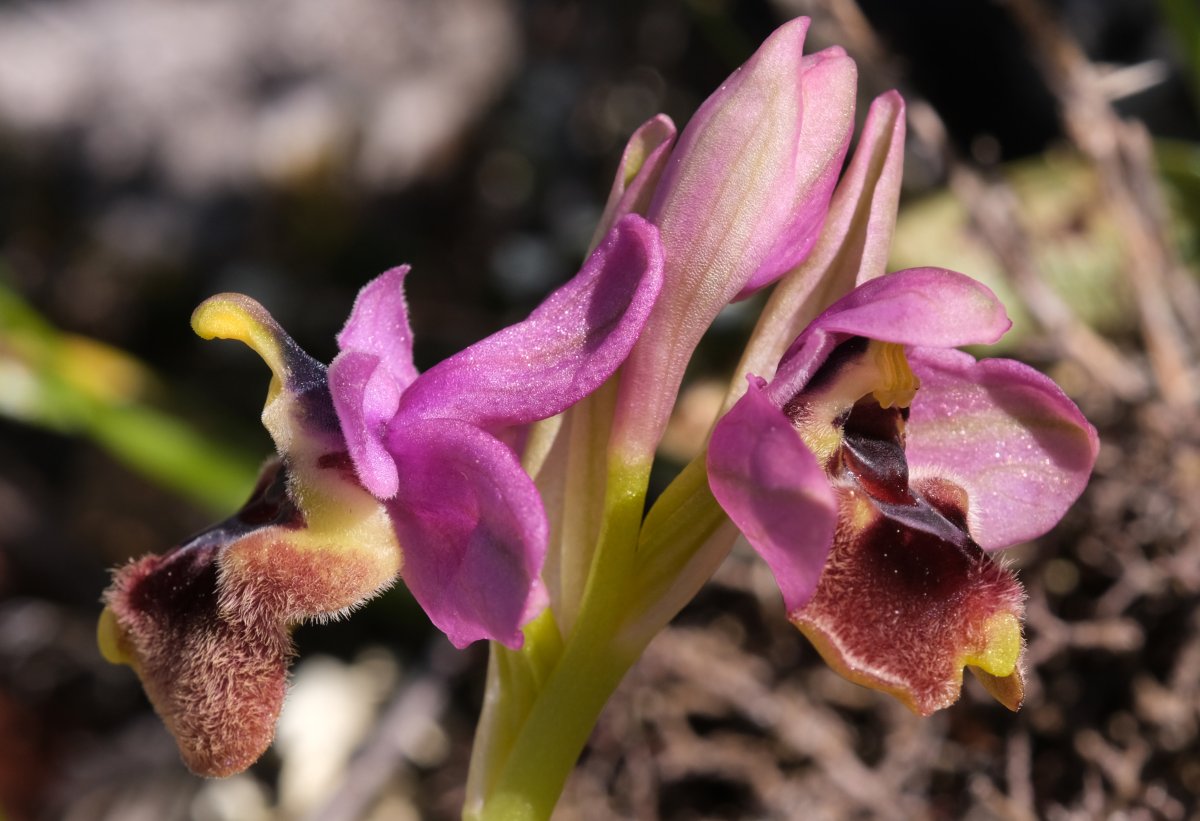 Ultime orchidee per quest''anno - Dalla Grecia con passione